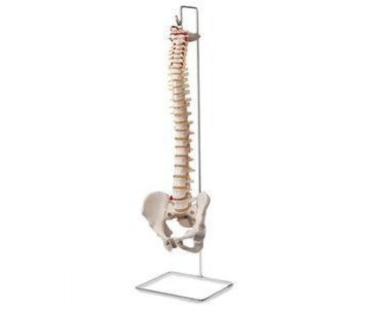 Vertebral Column Model - Budget