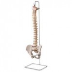 Vertebral Column Model - Budget