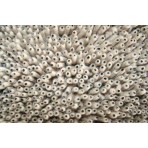 Shag Eyeball Beige 10' x 13' Rug