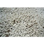 Shag Eyeball White 9' x '12 Rug